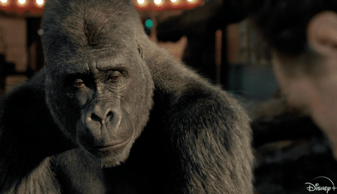 Gorilla Ivan Gif By Walt Disney Studios - Find & Share On Giphy