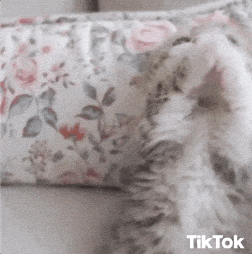 Lieber eine Babykatze oder ein Babyvogel