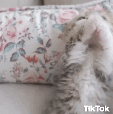 Video gif. An adorable kitten looks at us, holding its paws together as if praying or pleading.