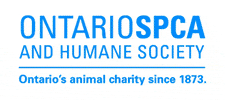 ospcapeac animals adopt humane society spca GIF