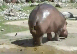 Image result for hippo manure gif