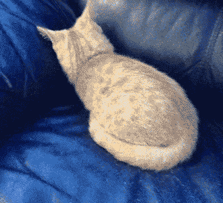 Cats Hiding GIFs - Get the best GIF on GIPHY