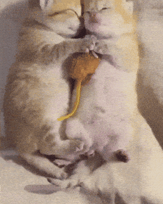 Giphy - Good Morning Sleeping GIF by JustViral