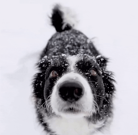 Dog Snow GIF af JustViral.Net