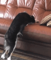 Dog GIF