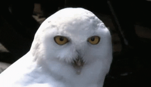 https://media2.giphy.com/media/dyL2RG21cBNmalqz8M/giphy.gif?cid=28f76e61aqczbqfcz3xj5fq5yyjs5yt54varc18sso9j9i6r&rid=giphy.gif
