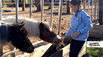 Tiere Bis Unters Dach Horse GIF by SWR Kindernetz