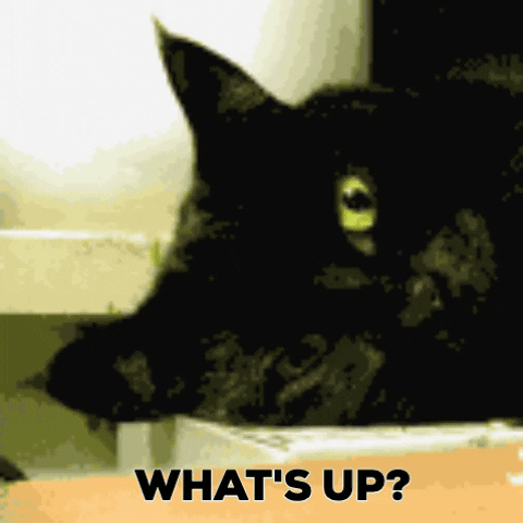 funniest black cat memes