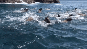 Sea Lion Swimming GIF by U.S. Fish and Wildlife Service