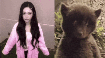 Bear GIF