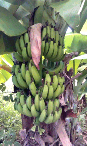 bananas