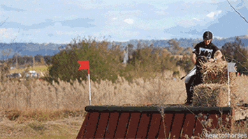 cross country horses GIF