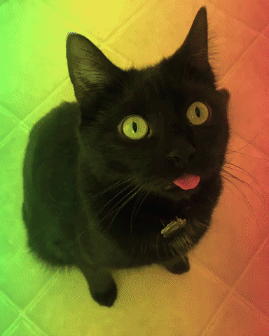 ashandscarlett black cat blep ash and scarlett derpy cat GIF