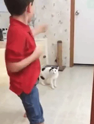 cat attack never turn your back on an opponent GIF