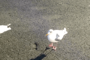 seagull dancing GIF