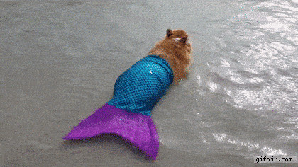 Mermaid Corgi GIF