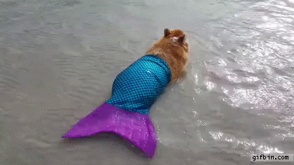 corgi mermaid GIF
