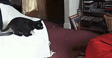 cat jumping GIF