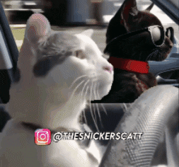 Cats Driving GIF