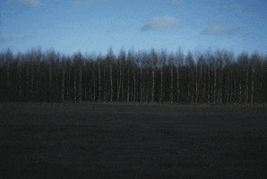 magdalenakraszewska  GIF