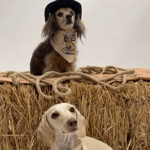 Wiener Dog Cowboy GIF by beangoods