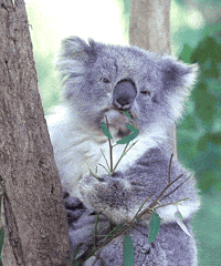 happy koala gif