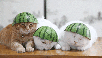 cats sleepy watermelon hats cats wearing hats