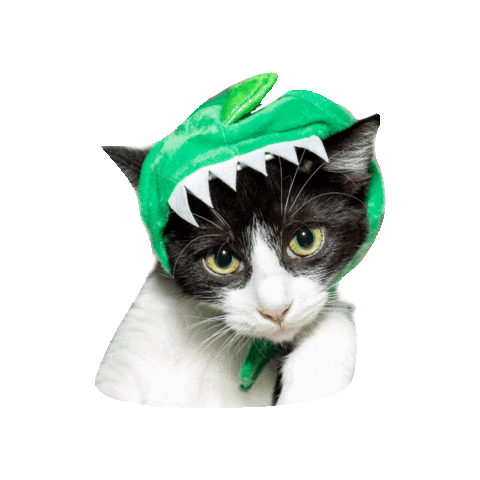 Sticker by Brooklyn Cat Cafe