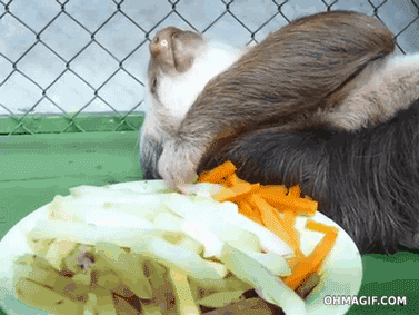 sloth eating GIF