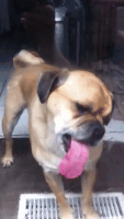 dog licking GIF