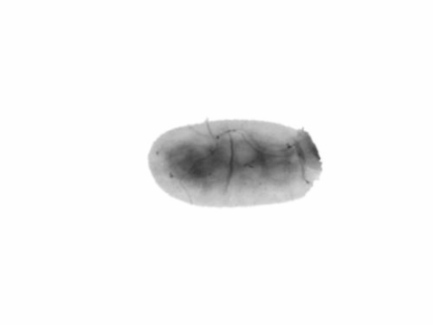 microbiology