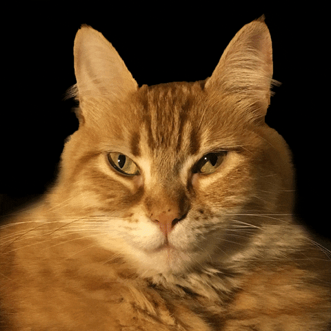 Cat GIF