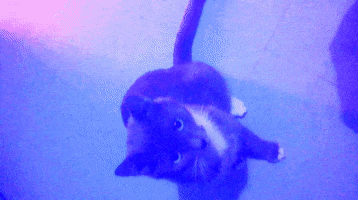 Cat GIF