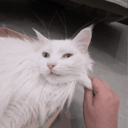 Catsquish GIF