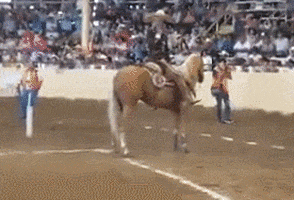 on a dime horse GIF