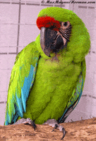 parrot en GIF