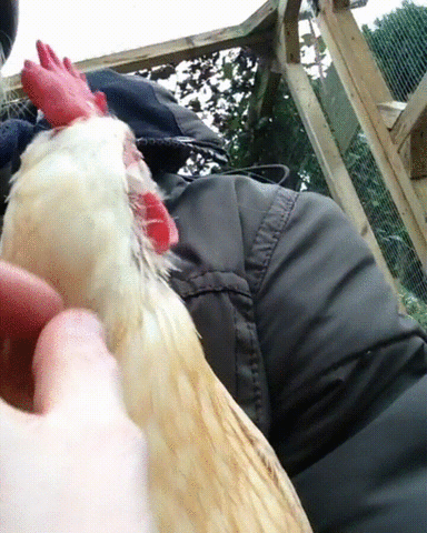 hen cuddles GIF