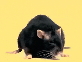 ratted meme gif