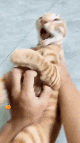 Onlyorangecat GIF