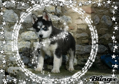 husky