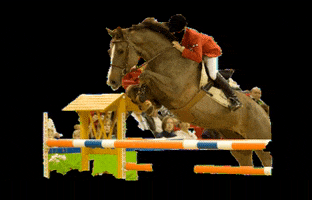 Voglgut horse jumping pferd caballo GIF
