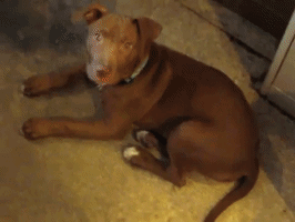strawberries puppy my dog 3 months GIF