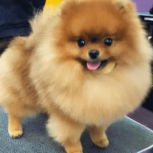 Pomerania GIFs Get the on GIPHY