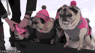 cool runnings redone with pugs