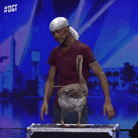 Rd No GIF by Dominicana's Got Talent