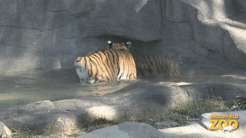 Pool Party Hello GIF by Brookfield Zoo Pool Party Hello GIF by Brookfield Zoo