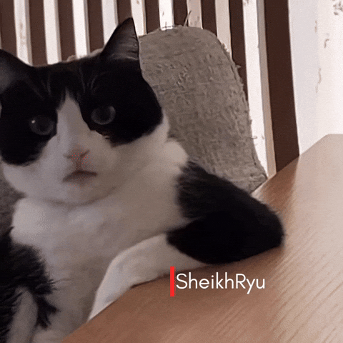 Unimpressed Cat GIF