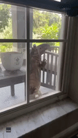 Lizard Scales Window of Florida Home