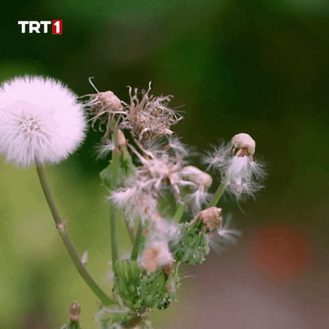 Flower Grow GIF by TRT