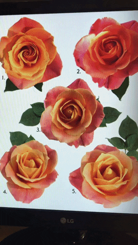 Rose Flowers GIF by Timeless Tattoo Company Whitby